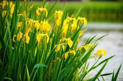 Illustration flags - Image 1