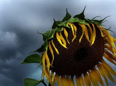 Illustration discourages