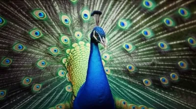 Illustration pos - Image 1