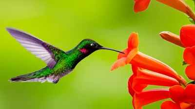 Illustration nipped - Image 1