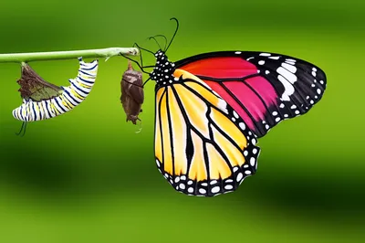 Illustration converted - Image 1