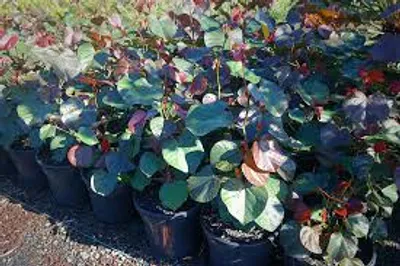 Illustration cottonwood - Image 2