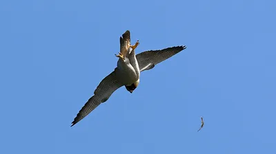 Hình ảnh minh họa stoop - Ảnh 1