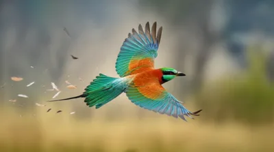 Illustration moult - Image 1