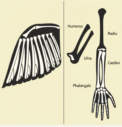 Illustration homologue