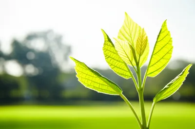 Illustration coming - Image 1