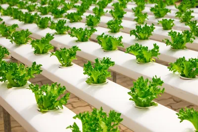 Hình ảnh minh họa hydroponic