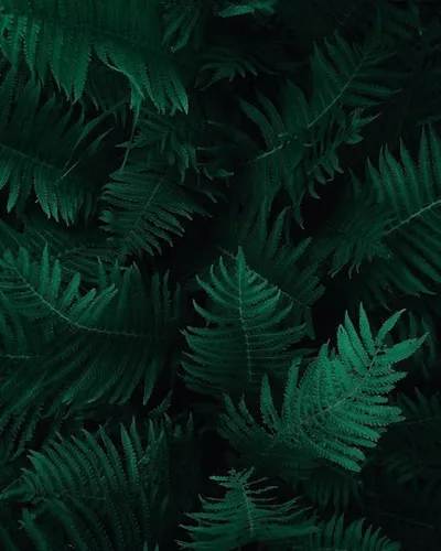 Illustration ferns - Image 2