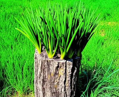 Illustration truncheon - Image 1