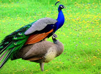 Illustration tread - Image 1