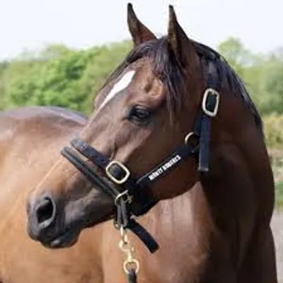 Illustration halter - Image 2