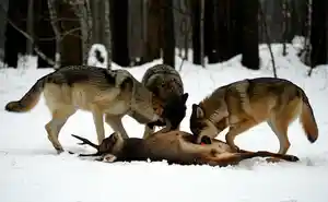 фон для "ravin"