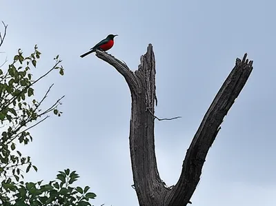 Illustration perch - Image 1