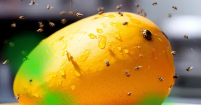 Illustration ripest - Image 1