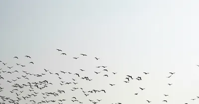 Illustration downsize