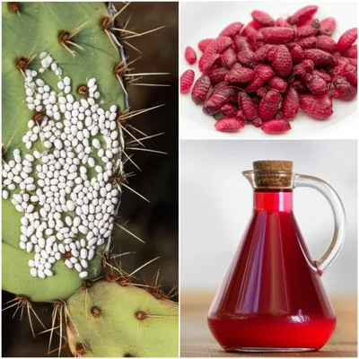 Illustration vermilion - Image 1