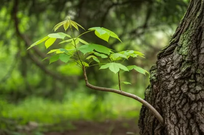 Illustration leaned - Image 1