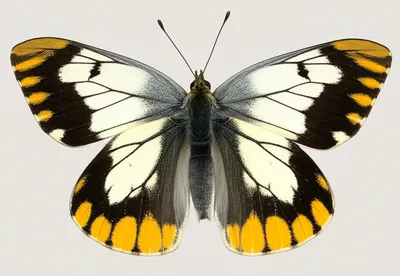 Illustration white - Image 1