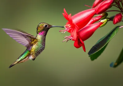 Illustration instinct - Image 1