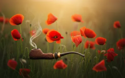 Illustration opiate - Image 1