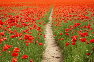 Illustration poppy - Image 1