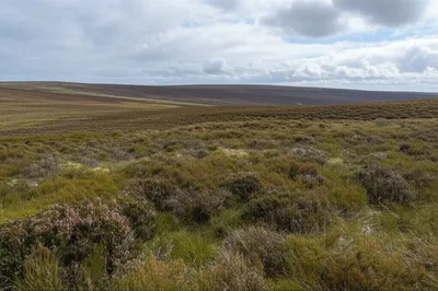 Illustration fell - Image 1