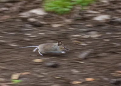 Illustration scurry - Image 1