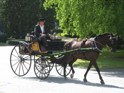 Hình ảnh minh họa chair - Ảnh 1