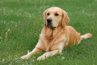 Illustration couchant