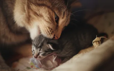 Illustration throwing - Image 1