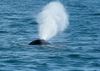 Illustration blowhole