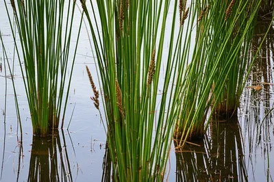 Illustration sedges - Image 1