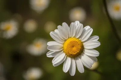 Illustration ligulate - Image 1