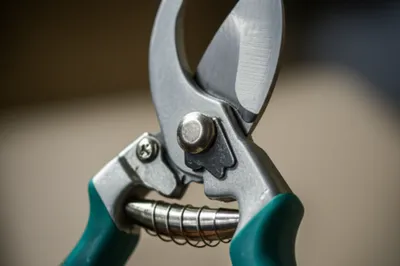 Illustration shank - Image 1