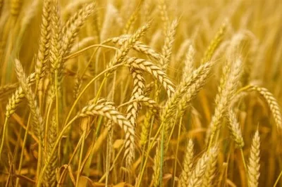 Illustration whispers - Image 1