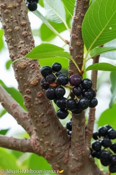 Illustration hackberry - Image 1