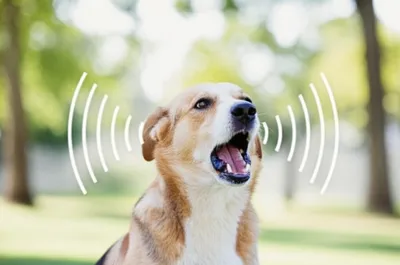 Illustration woofing