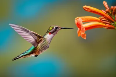 Illustration feathered - Image 1