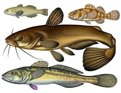 Illustration pouts - Image 1