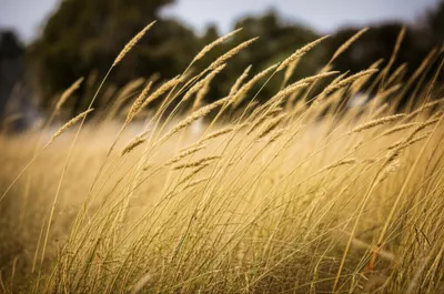 Illustration swaying - Image 1