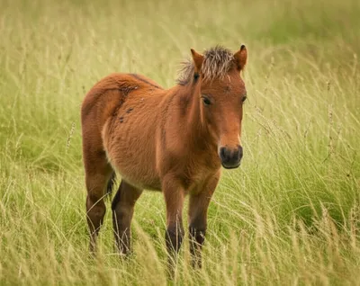 Illustration tit - Image 1