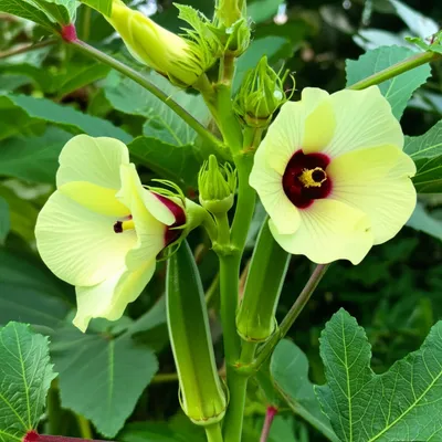 Illustration okra - Image 1