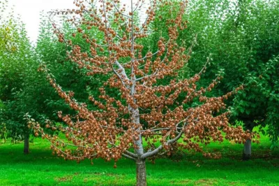 Illustration blights