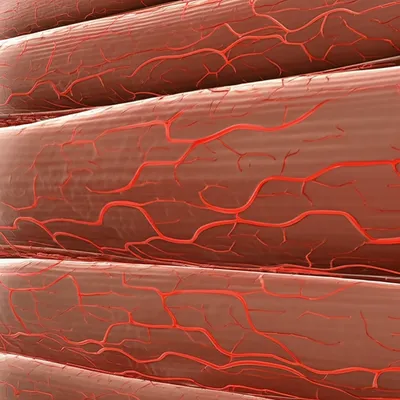 Illustration capillary - Image 1