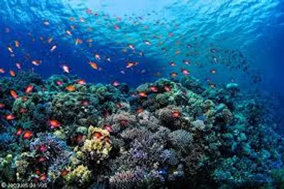 Illustration underwater - Image 2