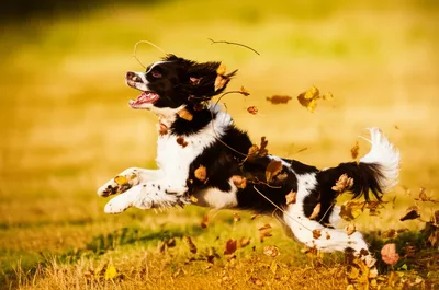 Illustration springer - Image 1