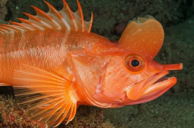 Illustration piper - Image 1