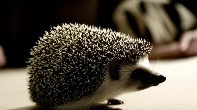 Illustration bristling - Image 1