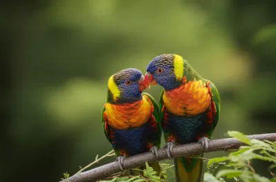 Illustration lovebird - Image 1