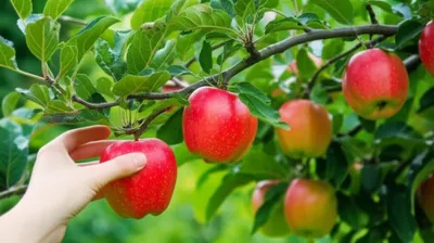 Illustration extraction